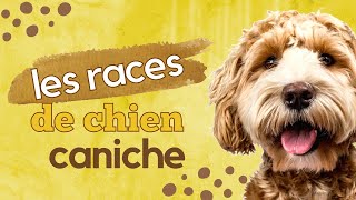 les races de chien caniche [upl. by Ardiedal]