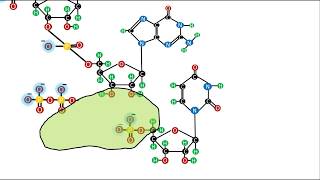 Bioquímica  Ácidos Nucleicos  El enlace fosfodiéster [upl. by Idnahk801]