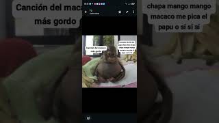 Canción del del macaco más gordo [upl. by Xenophon304]