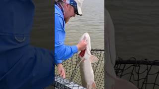 FISHING FOR CANADIAN GIANTS fishing musky bigfish canada ahorts fish [upl. by Kappel]