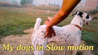 my dogs in slow motion Tipulaal [upl. by Daniell795]