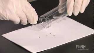 How To Anesthetize Drosophila [upl. by Shelley977]