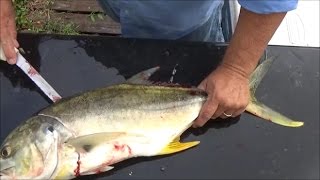 Can You Eat Jack Crevalle Trash Fish or Treasure Smoked Jack Crevalle How to Cook Jack Crevalle [upl. by Amanda]