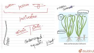 Explain the process of pollination in Vallisneria How is it different in water lily  which is [upl. by Radke93]