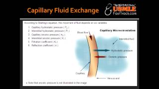 Capillary Fluid Exchange [upl. by Iilek]