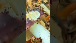 Сыроежка синежелтая Russula cyanoxantha short shorts [upl. by Eyllib]