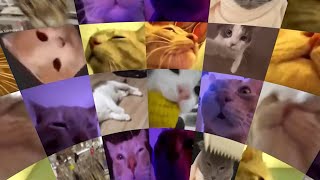 Cats Vibing in Virtual Reality 360° Video [upl. by Ferriter113]