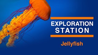 Exploration Station Jellyfish [upl. by Avehs]