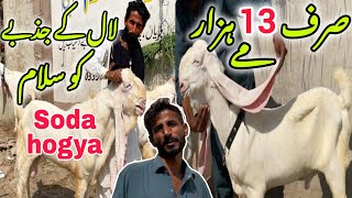 Lalukhet Bakra Mandi Latast Rates Update 20 October 2024  Sunday Bakra Mandi in Karachi [upl. by Ylsew86]