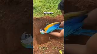 5 Lakh Rupaye ka Macaw Parrot 🦜 mar gaya 😭  birds pets animal trending viral [upl. by Evetta]