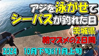 茨城県 アジを泳がせたらシーバスが釣れた日 10月下旬と11月上旬 2024 人気の港でサビキ釣り [upl. by Hutchison]