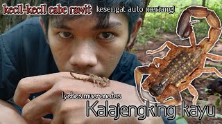 Mengenal Kalajengking kayu si kecil cabe rawit  LYCHAS MUCRONATUS [upl. by Onofredo]