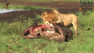 Lion King Preparing To Feast On Buffalo Watch How He Approaches His Meal [upl. by Tloc]