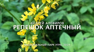 Репешок аптечный Алефиров АН [upl. by Rehpotsirahc]