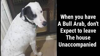 What to expect when owning a bull arab [upl. by Suanne]