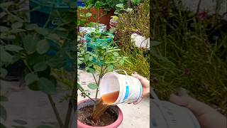 Best Organic fertilizer for Rose 🌹garden Organic farming nature shortfeed trendingshorts [upl. by Noramac55]