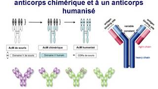 Anticorps monoclonaux [upl. by Han]