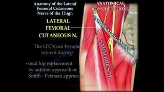 Anatomy Lateral Femoral Cutaneous Nerve Of Thigh  Everything You Need To Know  Dr Nabil Ebraheim [upl. by Nikolai]