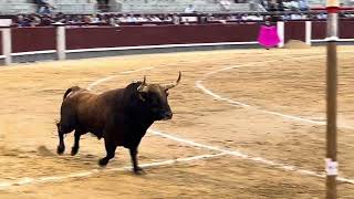 Salida 5º toro de PEDRAZA DE YELTES quotGUANTEROquot  15septiembre2024  Las Ventas [upl. by Suh]