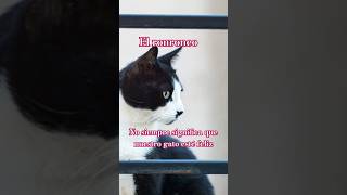 Que significa el ronroneo 🐾 mitossobregatos gatos gato cat shorts cuidadodegatos [upl. by Alarice513]