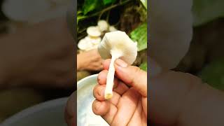 Wild edible mushroom muloksokimulentinus sp [upl. by Hawkie170]