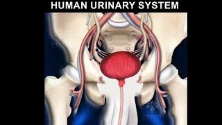 Human Urinary System animation video 3d  Formation of urine [upl. by Saref]