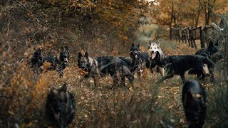 🚶🐺 7xOld German Shepherd autumn dog walk owczarek staroniemiecki Altdeutscher Schäferhund [upl. by Aetnuahs]