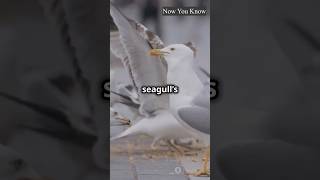 Amazing facts  Seagull facts  birds shorts shortsfeed seagulls [upl. by Kathrine]