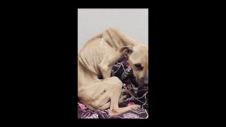 Malnourished dog now in animal rescues care [upl. by Tierza98]