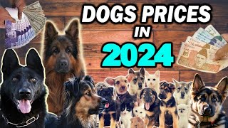 Dogs Prices Updates in Pakistan  German shepherd dog prices rate 2024 in Hindi  Zeeshan pets lover [upl. by Blondelle]