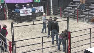 CWA 2024  National Texas Longhorn Show Broadcast  Regina SK [upl. by Rora641]