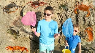 VLOG  PÊCHE aux CRABES et aux POISSONS en bord de MER [upl. by Llemrej]