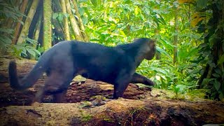 Jaguarundi Cat Onza Caught on Trail Cam [upl. by Iegres]