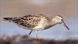 Pectoral Sandpiper [upl. by Anthony]