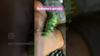 Hyalophora cecropia moth and caterpillar hyalophora cecropiamoth moth bugs nature spring ￼￼ [upl. by Ennairod]