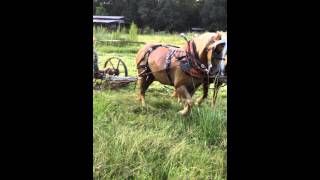 horse drawn sickle mower [upl. by Pickar]