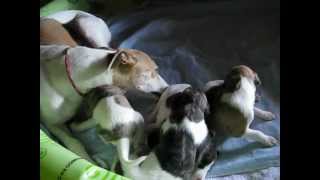 Whippet Puppies 2 weeks old [upl. by Williamson]