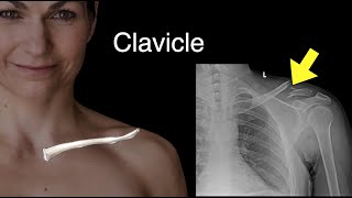 Clavicle [upl. by Ymmot468]