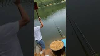 The process of placing corn bait in fish ponds [upl. by Irmine]