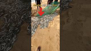 Lot Of Jellyfish Catching Fish 🤯 shorts fishing trending [upl. by Ateuqahs]