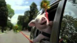 Geico Little Piggy Commercial  Extended [upl. by Cone]