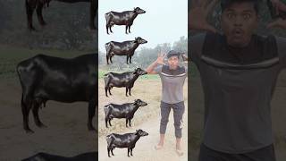 Cow Buffalo Goat And Animals Vfx Magic [upl. by Dutch]