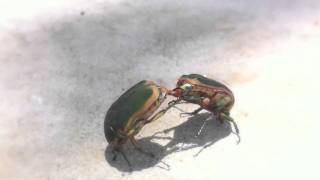 Cotinus texana Metallic Green Fig Beetle [upl. by Tdnaltroc]