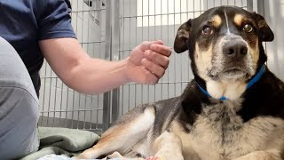 Watch this shelter dog melt the first time hes pet  family dumped him because they were moving 😔 [upl. by Krahmer]