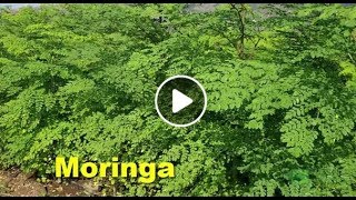 How To Grow Moringa Step By Step [upl. by Burack]