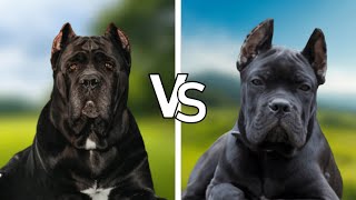 6Difference between Male vs Female Cane Corso breed [upl. by Ablem52]