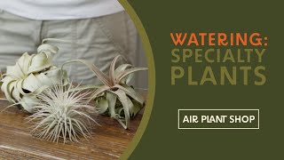 Watering Air Plants  Pro Tips for Speciality Plants – Xerographica Streptophylla and Tectorum [upl. by Morrissey]