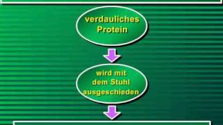 Der Nährwert von Proteinen  Vortrag [upl. by Ananna]