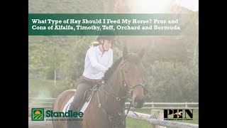 What Type of Hay Should I Feed My Horse Pros amp Cons of Alfalfa Timothy Teff Orchard and Bermuda [upl. by Aener422]