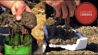 Come trovare lARENICOLA  quotLa buchetta di sabbiaquot  How to find and catch sandworms  Surfcasting [upl. by Grizel111]